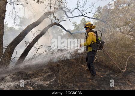 29 août 2021, non incorporé San Diego et RIV, Californie, États-Unis: Un pompier de feu de CAL éteint un point chaud qui fait partie de la combustion de feu de Chaparral dans les comtés de San Diego et de Riverside. L'incendie a commencé juste après midi le 28 août, et le matin du 29, il avait brûlé 1,425 acres et était contenu à 10%. (Image de crédit : © David Barak/ZUMA Press Wire) Banque D'Images