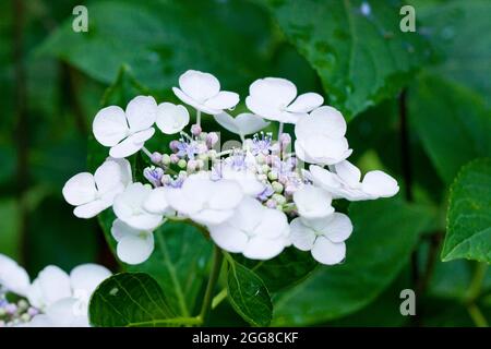 Hydrangea serrata fleur closeup - Virginia USA Banque D'Images