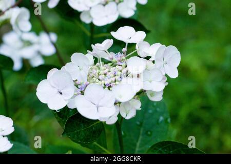 Hydrangea serrata fleur closeup - Virginia USA Banque D'Images