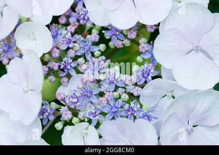 Hydrangea serrata fleur closeup - Virginia USA Banque D'Images