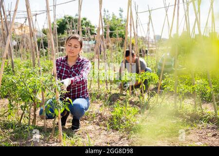 Femme péruvienne jardinier fixant des plants de tomate sur le treillis de soutien Banque D'Images