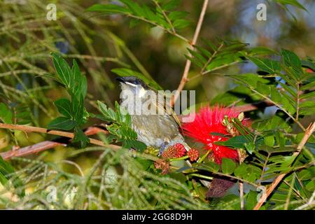 Le Honeyeater de Lewin, Meliphaga lewinii. Parfois appelé Bananabrid ou Orange-oiseau. Coffs Harbour, Nouvelle-Galles du Sud, Australie Banque D'Images