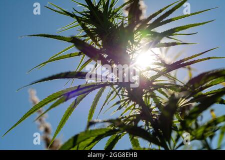 canabis feuilles sur la ferme de champ de marijuana sativa mauvaises herbes chanvre feuilles de hachage plantation symbole légal ou illégal avec thc cbd Banque D'Images