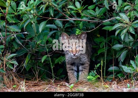 Chaton sauvage de Bobcat (Lynx rufus) - Brevard, Caroline du Nord, États-Unis Banque D'Images