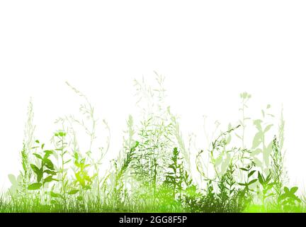 Silhouette d'herbe. Herbe verte avec fleurs. Illustration vectorielle Illustration de Vecteur
