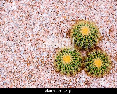 Trois plantes de cactus vertes en croissance de forme ronde sur fond de gravier avec espace de copie, vue de dessus. Banque D'Images
