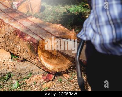 Le gros bois, les arbres sont coupés avec l'ancienne tronçonneuse par un ouvrier de bûcheron, la sciure de bois volent autour. Tronçonneuse en mouvement coupant du bois. Banque D'Images