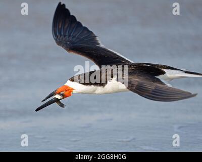 Black Skimmer en vol avec les poissons Banque D'Images