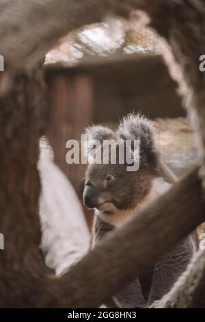 Koala indigène australienne assis dans un arbre. Banque D'Images