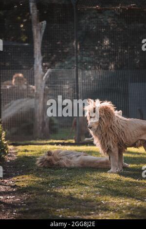 Grand lion assis dans le zoo Banque D'Images