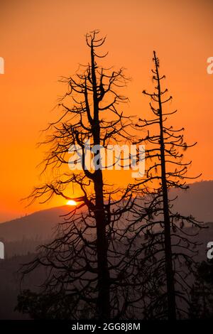 Le soleil se couche derrière les arbres brûlés dans le centre de la Californie. Banque D'Images