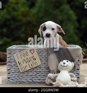 Mignon Bull Arab chiot regardant directement la caméra à l'extérieur dans le panier vers le haut pour adoption en Australie Banque D'Images