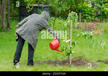 Une personne dans le jardin arroser un petit coing au milieu de la pelouse sous la pluie avec arrosoir rouge Banque D'Images