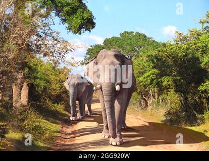 Deux éléphants sur la route poussiéreuse dans le parc national de Yala, Sri Lanka Banque D'Images