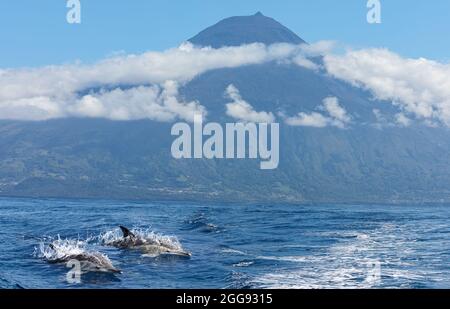 Paire de dauphins communs devant le volcan Pico, îles des Açores Banque D'Images