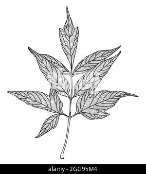 Dessin stylisé de feuilles d'érable à feuilles de frêne avec des motifs décoratifs isolés sur fond blanc. Illustration vectorielle. Élément pour le design dans le style des dessins au trait. Illustration de Vecteur