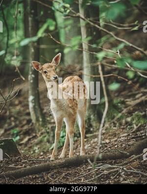 Mouflon et Deers dans leur environnement typique. Photo de haute qualité Banque D'Images