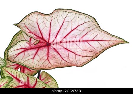 Gros plan de la feuille de plante exotique 'Caladium White Queen' avec des feuilles blanches et des nervures roses dans un pot isolé sur fond blanc Banque D'Images