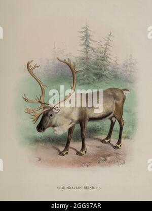 Renne de montagne (Rangifer tarandus tarandus), également appelé renne norvégien, renne du nord, renne commun ou caribou de montagne [ici comme renne scandinave] du livre « le cerf de toutes les terres : une histoire de la famille des Cervidae, vivant et éteint » de Richard Lydekker, publié à Londres par Ward 1898 Banque D'Images