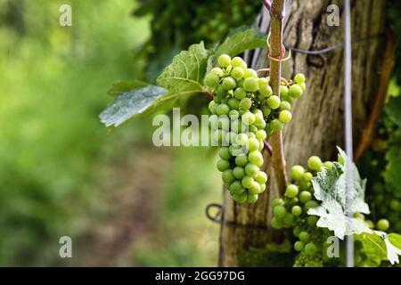 Bouquet de petits raisins de vin vert dans le vignoble Banque D'Images