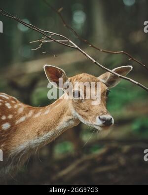 Mouflon et Deers dans leur environnement typique. Photo de haute qualité Banque D'Images