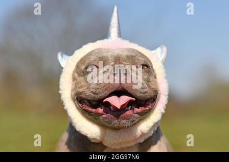 Portrait d'un chien Bulldog français souriant portant un joli bandeau unicorn Banque D'Images