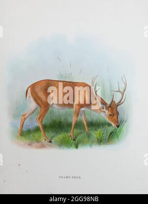 Le barasingha (Rucervus duvaucelii), également appelé cerf des marais, est une espèce de cerf distribuée dans le sous-continent indien. Du livre « le cerf de toutes les terres : une histoire de la famille des Cervidae, vivant et éteint » de Richard Lydekker, publié à Londres par Ward 1898 Banque D'Images