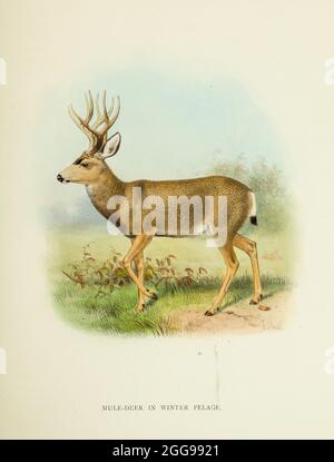 Cerf mulet (Odocoileus hemionus) en hiver pelage tiré du livre ' le cerf de toutes les terres : une histoire de la famille des Cervidae, vivant et éteint ' par Richard Lydekker, publié à Londres par Ward 1898 Banque D'Images