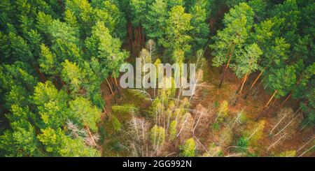 Saison de printemps. Vue aérienne des arbres à feuilles caduques sans feuilles de feuillage et de la forêt de pins verts en paysage au début du printemps. Jeunes Birches courbés par la neige Banque D'Images