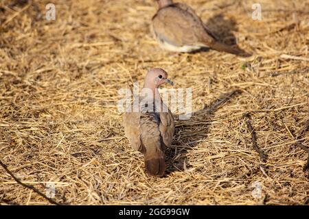 Cliché sélectif d'une colombe rieuse (Spilopelia senegalensis) Parc national de Keoladeo, Inde Banque D'Images