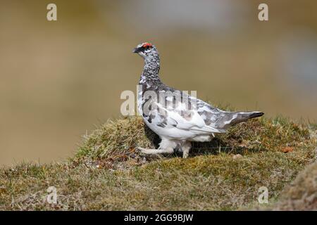 Un mâle Rock Ptarmigan (Lagopus muta) dans le plumage printanier des Cairngorms, en Écosse, au Royaume-Uni Banque D'Images