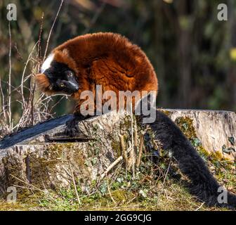 La gélinotte rouge, le Varecia rubra Lemur est l'une des deux espèces du genre Le Varecia, la gélinotte lémuriens Banque D'Images