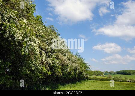 Haie de Hawthorn en fleur, Osmaston, Derbyshire Banque D'Images