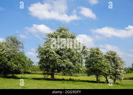 Hawthorn en fleur, Osmaston, Derbyshire Banque D'Images