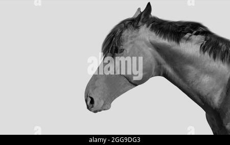 Portrait en noir et blanc, face à cheval sur fond gris Banque D'Images