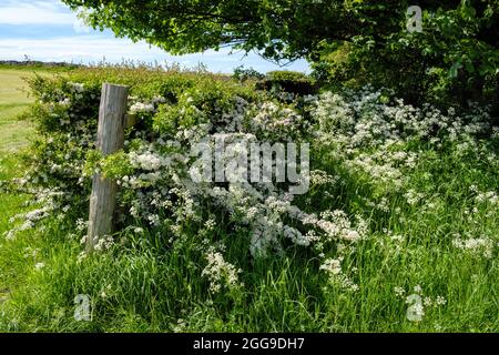 Un hedgerow anglais en été avec l'aubépine et le persil de vache, Bradbourne, Derbyshire Banque D'Images