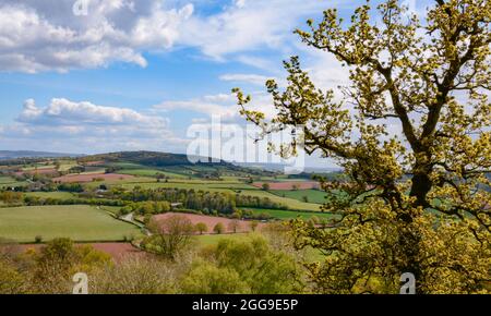 Vue lointaine de White Down Copse près de Bradninch dans la campagne du Devon Banque D'Images