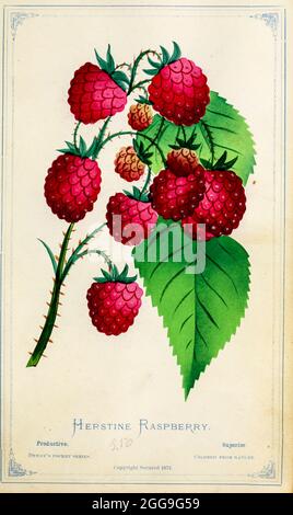 Herstine framboise de la série de poche de Dewey ' le livre de spécimen de poche de nurseryman : coloré de la nature : fruits, fleurs, arbres ornementaux, arbustes, roses, &c par Dewey, D. M. (Dellon Marcus), 1819-1889, éditeur; Mason, S.F publié à Rochester, NY par D.M. Dewey en 1872 Banque D'Images