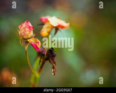 Rose d'automne en fondu. Roses décolorées dans le jardin. Rose sur fond non concentré le chaud automne pluvieux jour Banque D'Images