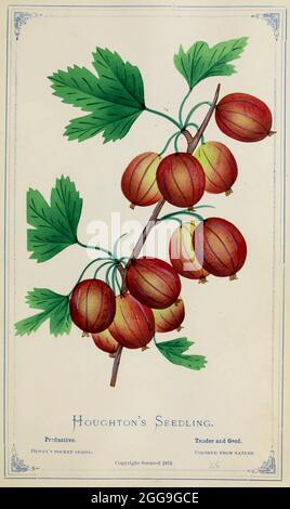 La plantule de Houghton de Dewey's Pocket Series ' le livre de spécimen de poche de nurseryman : coloré de la nature : fruits, fleurs, arbres ornementaux, arbustes, roses, &c par Dewey, D. M. (Dellon Marcus), 1819-1889, éditeur; Mason, S.F publié à Rochester, NY par D.M. Dewey en 1872 Banque D'Images