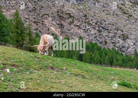 Une grande vache avec de longs cheveux et de grandes cornes grasse l'herbe à Valnontey, dans la vallée d'Aoste, en Italie Banque D'Images