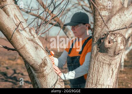 Jardinier femelle utilisant des sécateurs pour couper les branches de noyer dans le verger, foyer sélectif Banque D'Images