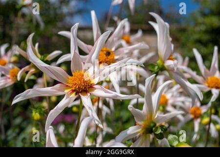 Fleurs en forme d'étoile insolites, Dahlia Honka fragile, poussant au Bourton House Garden, Bourton-on-the-Hill dans les Cotswolds, Gloucestershire, Royaume-Uni. Banque D'Images