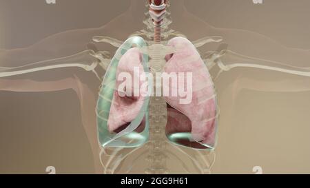 illustration 3d du pneumothorax, poumon normal versus collapsus, symptômes du pneumothorax, épanchement pleural, empyema, complications après une blessure à la poitrine Banque D'Images