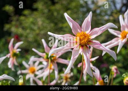 Fleurs en forme d'étoile insolites, Dahlia Honka fragile, poussant au Bourton House Garden, Bourton-on-the-Hill dans les Cotswolds, Gloucestershire, Royaume-Uni. Banque D'Images