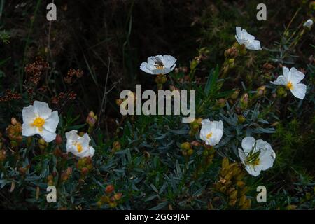 Cistus clusii Banque D'Images