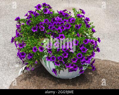 un pot de fleurs fraîchement arrosé plein de fleurs de cloches de raisin million Banque D'Images