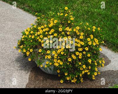 pot de fleurs fraîchement arrosé plein de millions de cloches de fleurs jaunes Banque D'Images