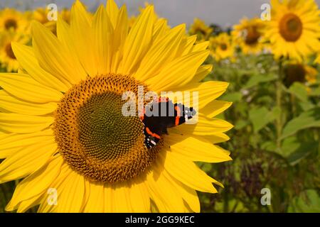 Tournesol dans un champ de tournesol avec un amiral rouge se nourrissant avec des ailes ouvertes montrant ses couleurs Banque D'Images