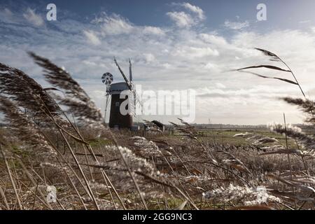 Horsey Mill debout dans les reedbeds, les Norfolk Broads, East Anglia, Royaume-Uni Banque D'Images